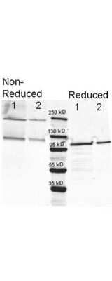Western Blot: beta Galactosidase Antibody [FITC] [NB120-6641] - Lane 1 shows 80 ng and lane 2 shows 20 ng loaded onto gel. Results for non-reducing conditions of SDS-PAGE prior to transfer to nitrocellulose are shown on the left side of the figure; results obtained under reducing conditions are shown on the right. Blots were blocked overnight at 4 C with Blocking Buffer for Fluorescent Western Blotting. The membrane was probed with anti-b-Galactosidase diluted to 1:10,000. Reaction occurred overnight at 4C. Dylight649 conjugated Gt-a-anti-Rabbit IgG was used for detection.